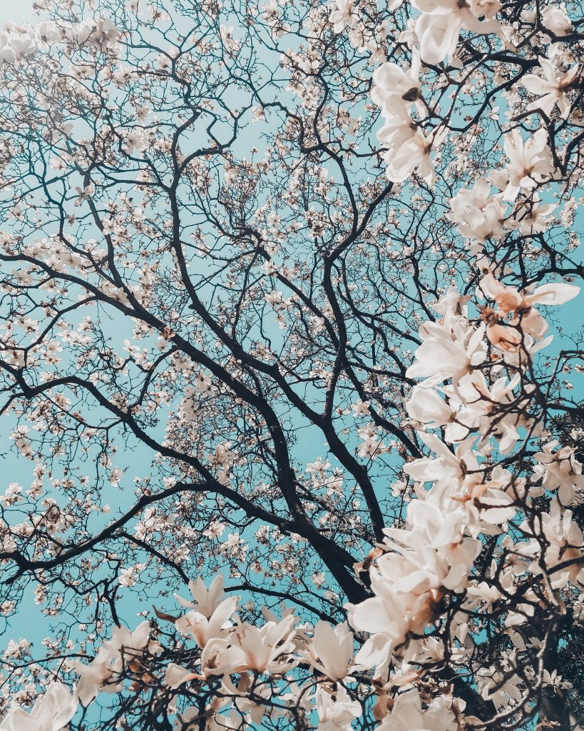حفاظت از گونه های گیاهی 